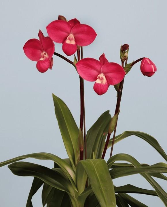 本日開幕！！「日本大賞」決定