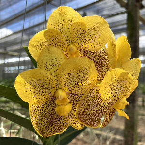 Vanda Suksamram Goldの画像