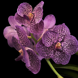 Vanda Chulee Sapphireの画像