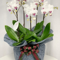 マイクロコチョウラン　アクアポット