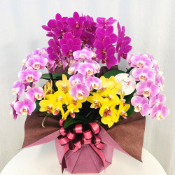 シェアオーキッド　５本立ち