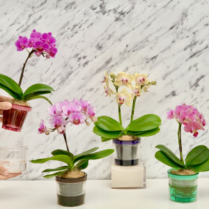 シェアオーキッド　７本立ちの画像