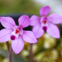 カラデニア・レプタンス