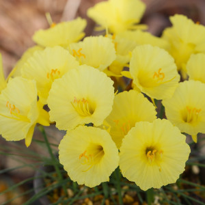 原種系小型スイセンの画像