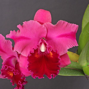 Rlc.Crimson Passion 'Grenadine' SBM/JOGAの画像