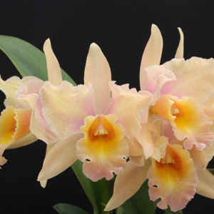 Rlc.Asian Mystery 'Alice'の画像