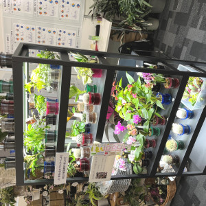 ネイチャーブレイク用植物の小鉢の画像