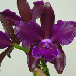 C.Mishima Luster 'Blumen Insel'AM/AOS