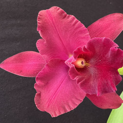 Rlc.John Odom 'Blumen Insel'