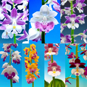 えびね蘭銘花の画像