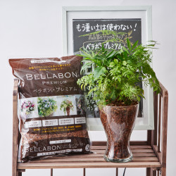 ベラボン・プレミアム