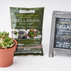 ベラボン・サキュレント