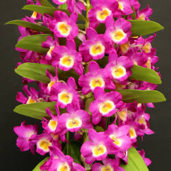 Den. Pink Kiss