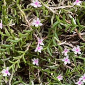 ムカデランの画像