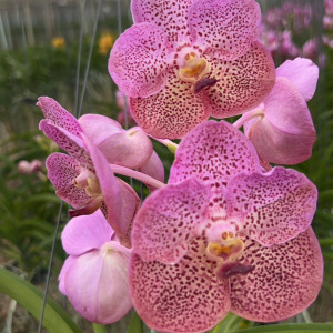 Vanda fragrance pink lipの画像