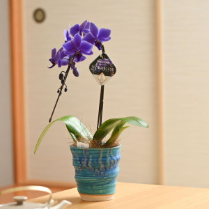 BLUE GENE（1本立）の画像