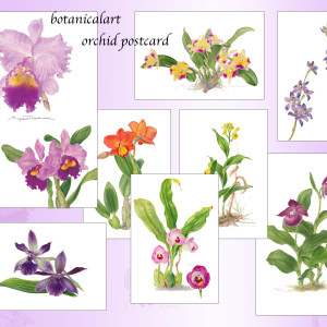 蘭の花　ポストカードの画像