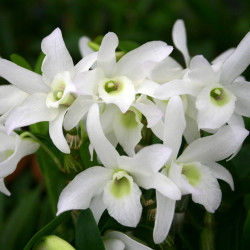 デンドロビューム　グリーン愛