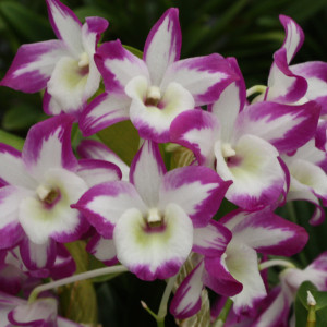 デンドロビューム　プリズムの画像