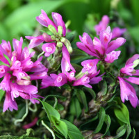 デンドロビューム　ディカオイデス