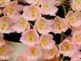 Cll.Rebecca Northern ’Mikkabi’の画像