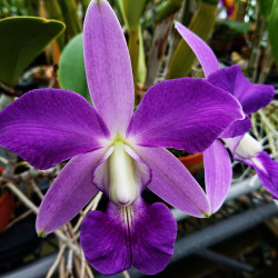 C. Blue Pearl 'Blue Magic'