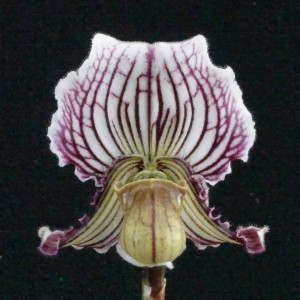 Paph. fairrieanumの画像