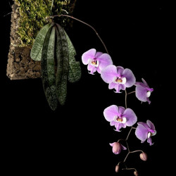 着生コチョウラン各種