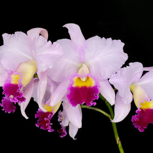 Lc. Cosmo-Horeps ‘Mama’SM/JOGAの画像