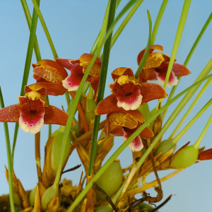 Max.sanguinea‘Mercedec Rabago’（サンギニア‘メルセデック ラバゴ’）の画像