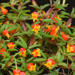 Med.decoratum‘Happy Field’（メディオカルカー デコラタム‘ハッピー フィールド’）の画像