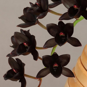 Fdk.After Dark‘SVO Black Pearl’（アフター ダーク‘SVO ブラック パール’）の画像