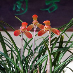 Cymbidium goeringii ‘mebina ’日本春蘭 「女雛」