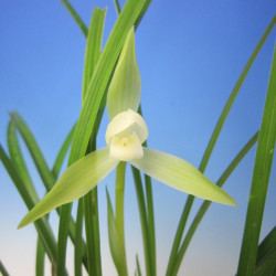 Cymbidium goeringii ‘hakuun ’中国春蘭 「白雲」