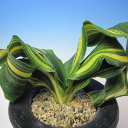 Rohdea japonica ‘maikojishi ’万年青 「舞子獅子」