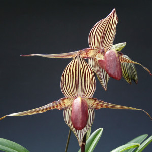 Paph.rothschildianumの画像