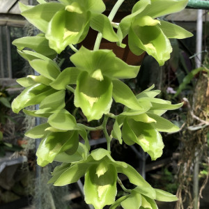 Clowesetum Black Jadeの画像