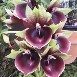 Ctsm. Mark's Red Hermosa