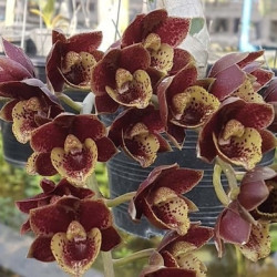 FdK. Sunset Ridge 'Baker's Wine Sunset' AM/AOS