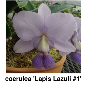 C.walkeriana coerulea ‘Lapis Lazuli #1’の画像