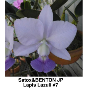 C.walkeriana coerulea ‘Satox&BENTON JP ‘の画像