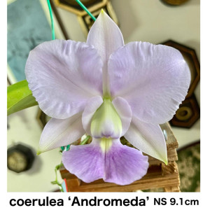 C.walkeriana coerulea 'Andoromeda'の画像