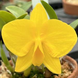 C.coccinea aureaの画像