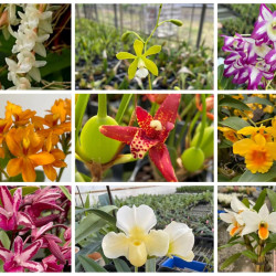 選べる洋蘭セット