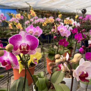 コチョウランの画像