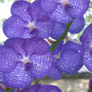 Vanda coerulea Blueの画像