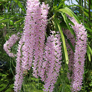 Rhynchostylis　retusa'Tee × Jairak'の画像