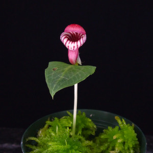 Corybas frnicatusの画像