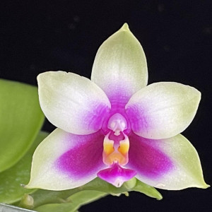 Phal.bellinaの画像