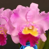 Rhyncholaeliocattleya Izumi Dream 'Fascination' SM/JOGA